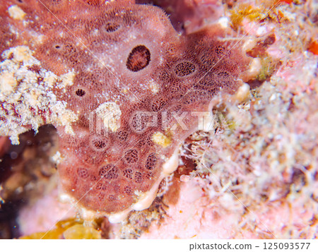一對大躄魚。 Hirizohama Nakagi 南伊豆鎮 伊豆半島 靜岡縣 2024 一對大躄魚。 Hirizohama Nakagi 南伊豆鎮 伊豆半島 靜岡縣 2024 125093577