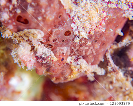 一對大躄魚。 Hirizohama Nakagi 南伊豆鎮 伊豆半島 靜岡縣 2024 125093579