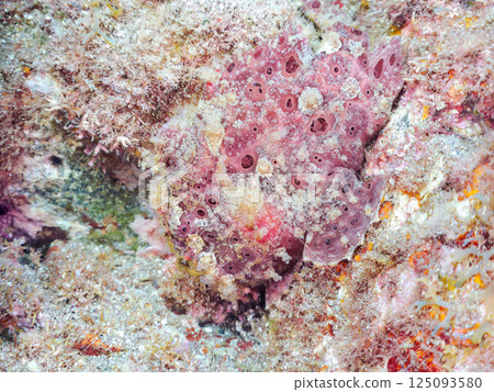 一對大躄魚。 Hirizohama Nakagi 南伊豆鎮 伊豆半島 靜岡縣 2024 125093580