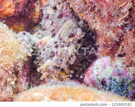 一對大躄魚。 Hirizohama Nakagi 南伊豆鎮 伊豆半島 靜岡縣 2024 125093582