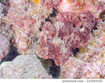 一對大躄魚。 Hirizohama Nakagi 南伊豆鎮 伊豆半島 靜岡縣 2024 一對大躄魚。 Hirizohama Nakagi 南伊豆鎮 伊豆半島 靜岡縣 2024 125093583