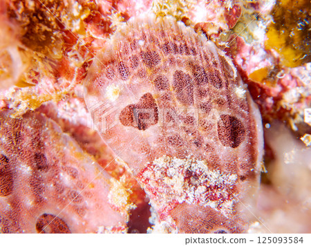 一對大躄魚。 Hirizohama Nakagi 南伊豆鎮 伊豆半島 靜岡縣 2024 125093584