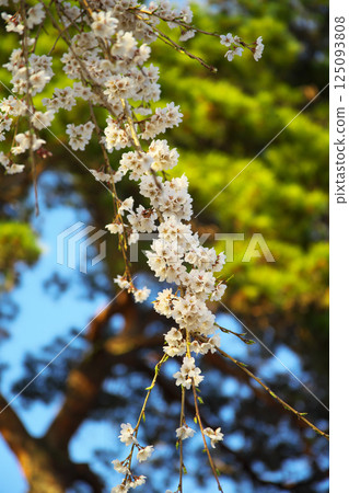 高崎市慈源寺垂枝櫻花 高崎市慈源寺垂枝櫻花 125093808