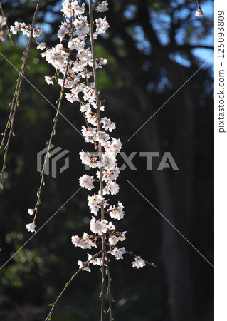 高崎市慈源寺垂枝櫻花 高崎市慈源寺垂枝櫻花 125093809