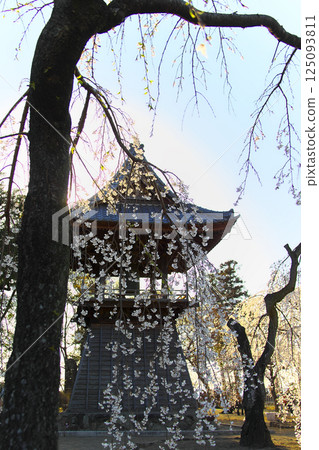 高崎市慈源寺垂枝櫻花 125093811