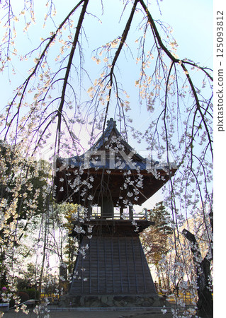 高崎市慈源寺垂枝櫻花 高崎市慈源寺垂枝櫻花 125093812