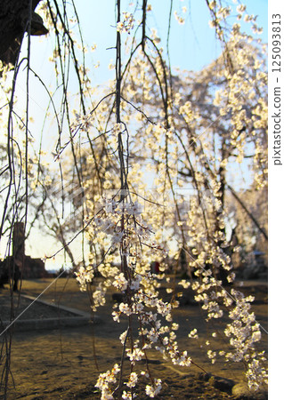 高崎市慈源寺垂枝櫻花 高崎市慈源寺垂枝櫻花 125093813
