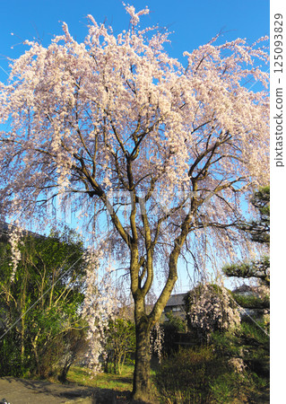 高崎市慈源寺垂枝櫻花 125093829