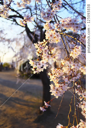 Takasaki City Jigenji Temple Weeping Cherry Blossoms Takasaki City Jigenji Temple Weeping Cherry Blossoms 125093838