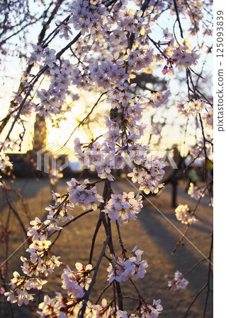 高崎市慈源寺垂枝櫻花 125093839