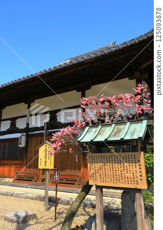 飛鳥寺：本殿與盛開的紅梅 125093878