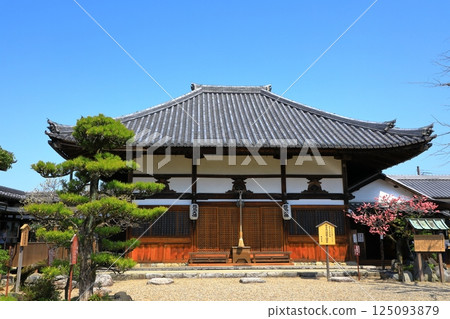Asukadera Temple: Main Hall and red plum blossoms in full bloom 125093879