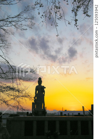 高崎市慈源寺 垂枝櫻花與夜空 高崎市慈源寺 垂枝櫻花與夜空 125093942