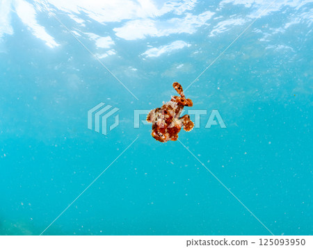 一隻罕見的巨型躄魚在淺水中游動。 Hirizohama Nakagi 南伊豆鎮 伊豆半島 靜岡縣 2024 一隻罕見的巨型躄魚在淺水中游動。 Hirizohama Nakagi 南伊豆鎮 伊豆半島 靜岡縣 2024 125093950