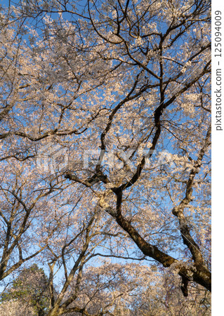 沐浴在夕陽下的垂枝櫻花盛開 125094009