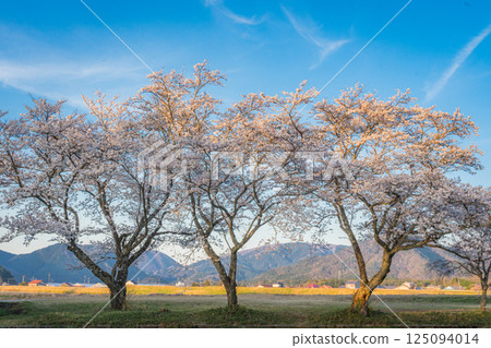 Weeping cherry blossoms in full bloom bathed in the setting sun Weeping cherry blossoms in full bloom bathed in the setting sun 125094014