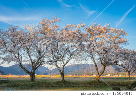 Weeping cherry blossoms in full bloom bathed in the setting sun Weeping cherry blossoms in full bloom bathed in the setting sun 125094015