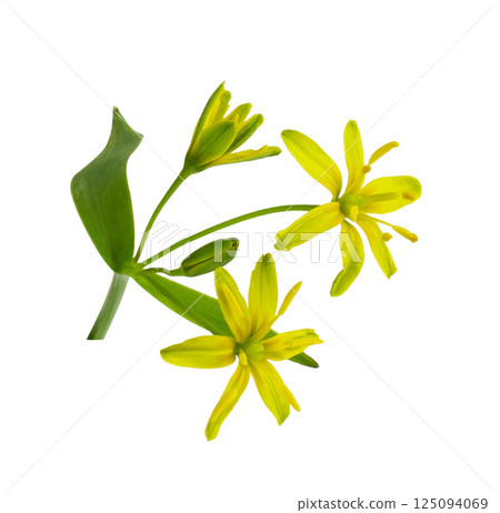 Sprig of yellow Gagea lutea flowers, bud and leaves isolated Sprig of yellow Gagea lutea flowers, bud and leaves isolated 125094069