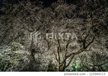 點亮的垂枝櫻花 點亮的垂枝櫻花 125094113