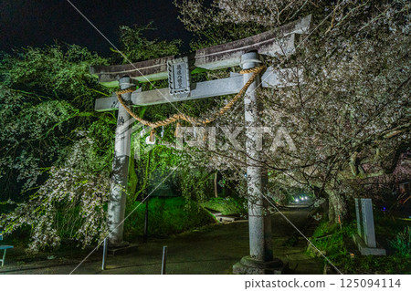Illuminated weeping cherry blossoms 125094114