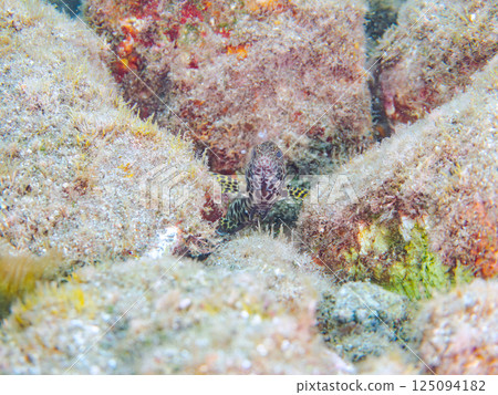 Young red spotted grouper. Hirizohama Nakagi Minamiizu Town Izu Peninsula Shizuoka Prefecture 2024 125094182