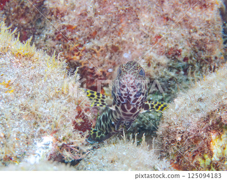 幼年紅點石斑魚。 Hirizohama Nakagi 南伊豆鎮 伊豆半島 靜岡縣 2024 幼年紅點石斑魚。 Hirizohama Nakagi 南伊豆鎮 伊豆半島 靜岡縣 2024 125094183