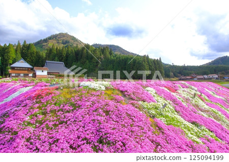 Moss phlox blooming in Satoyama 125094199