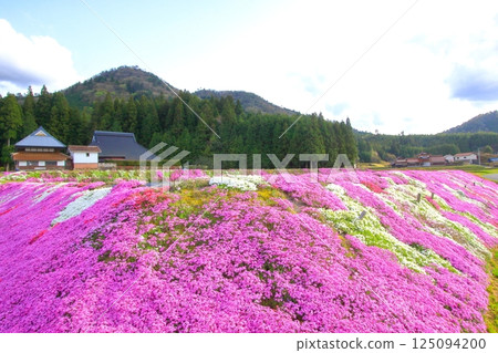 里山盛開的芝櫻 125094200