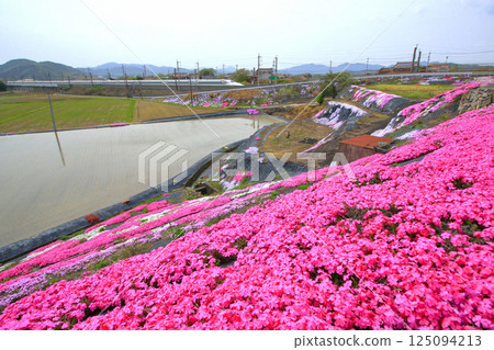 A carpet of moss pinks and the Nozomi Shinkansen A carpet of moss pinks and the Nozomi Shinkansen 125094213