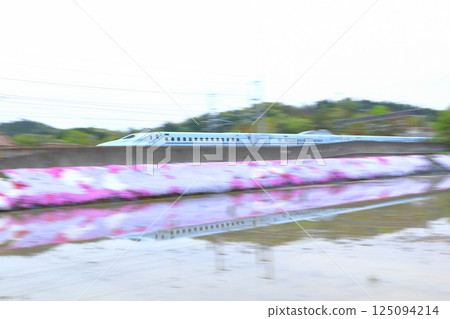 Moss pink and the Sakura bullet train 125094214