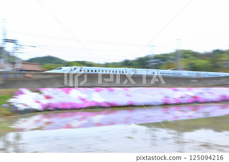 Moss pink and the Sakura bullet train 125094216