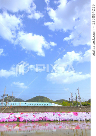 春天的新幹線櫻花 125094219