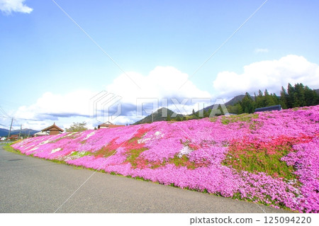 路邊盛開的芝櫻 125094220