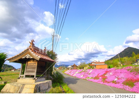 路邊盛開的芝櫻 125094222