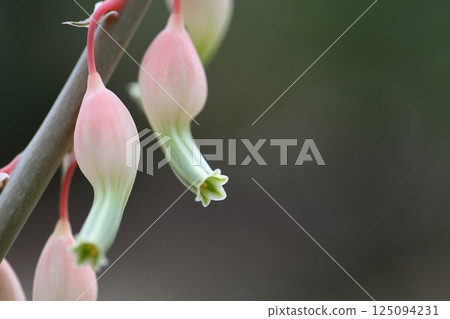 Gasteria 多肉花 125094231