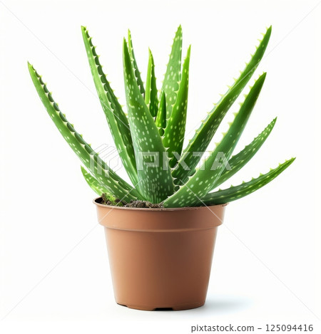 A vibrant green aloe vera plant in a brown pot, isolated on a white background. Perfect for themes of natural beauty, health, and wellness. 125094416