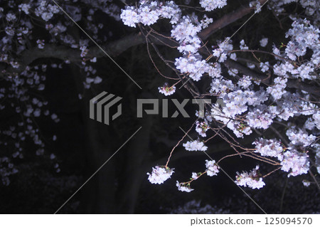 高崎城公園護城河上的夜櫻 高崎城公園護城河上的夜櫻 125094570