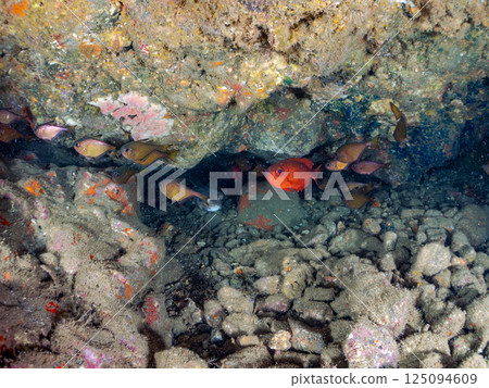 A school of Japanese amberjacks, Japanese pufferfish, and other fish in an underwater cave. Hirizohama, Nakagi, Minamiizu Town, Izu Peninsula, Shizuoka Prefecture 125094609