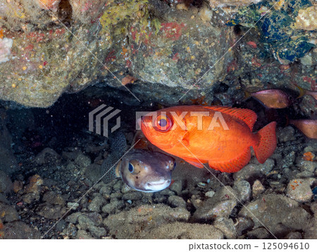 A school of Japanese amberjacks, Japanese pufferfish, and other fish in an underwater cave. Hirizohama, Nakagi, Minamiizu Town, Izu Peninsula, Shizuoka Prefecture 125094610