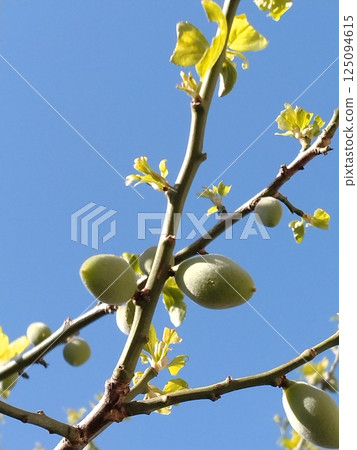 Plum seed ome Plum seed ome 125094615