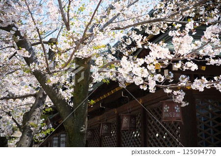 Cherry blossoms and lanterns under the eaves Cherry blossoms and lanterns under the eaves 125094770