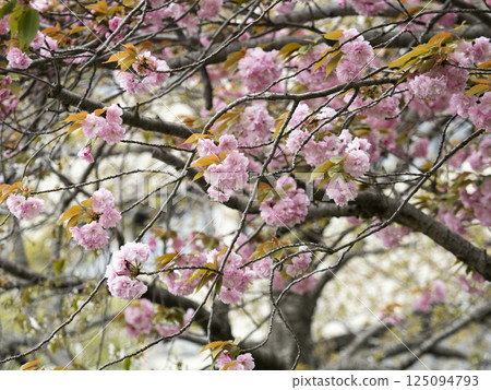 公園裡盛開的雙櫻 125094793