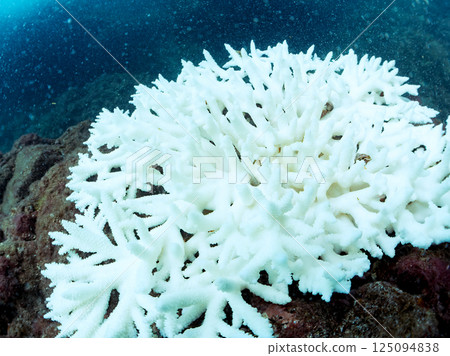 因海水溫度上升而白化的珊瑚(鹿角珊瑚等),靜岡縣伊豆半島南伊豆町中木町廣島濱,202 因海水溫度上升而白化的珊瑚(鹿角珊瑚等),靜岡縣伊豆半島南伊豆町中木町廣島濱,202 125094838