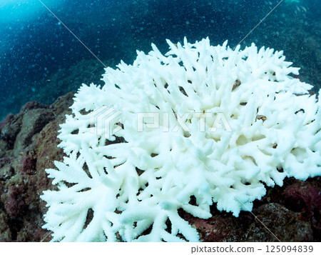 因海水溫度上升而白化的珊瑚（鹿角珊瑚等），靜岡縣伊豆半島南伊豆町中木町廣島濱，202 125094839