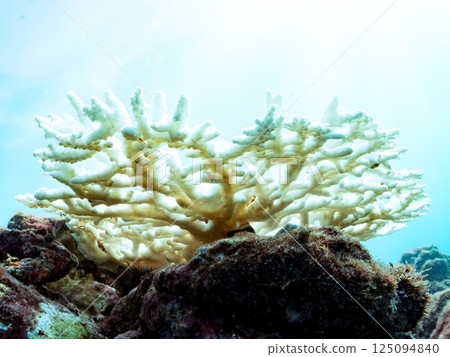 因海水溫度上升而白化的珊瑚（鹿角珊瑚等），靜岡縣伊豆半島南伊豆町中木町廣島濱，202 125094840