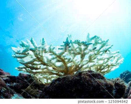 因海水溫度上升而白化的珊瑚（鹿角珊瑚等），靜岡縣伊豆半島南伊豆町中木町廣島濱，202 125094842