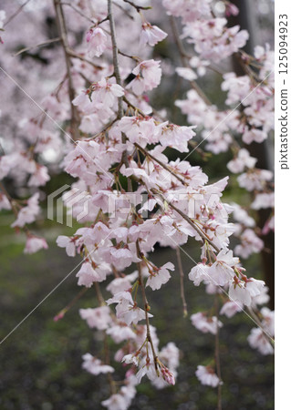 六地藏寺的垂枝櫻花 六地藏寺的垂枝櫻花 125094923