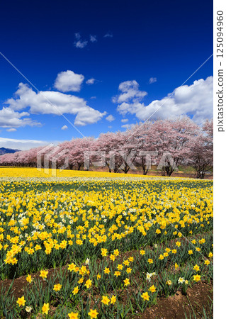 Colorful daffodils and cherry blossom trees (vertical) 125094960