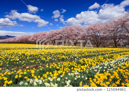 色彩繽紛的水仙花和櫻花樹 125094961