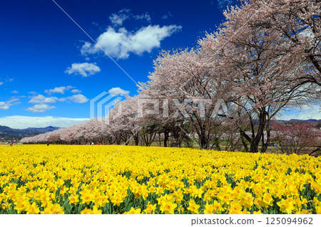 黃水仙和櫻花樹 黃水仙和櫻花樹 125094962